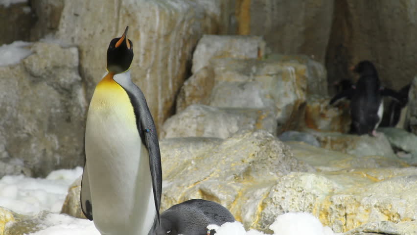 King Penguins (Aptenodytes patagonicus) on the ice