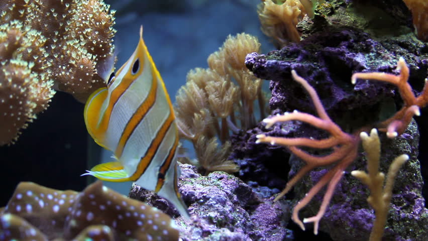 Copperbanded butterflyfish playing with the coral reef