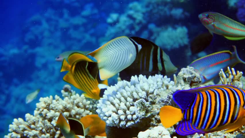 Royalty-free Colorful Fish on Vibrant Coral Reef, Red sea. #29601850 ...