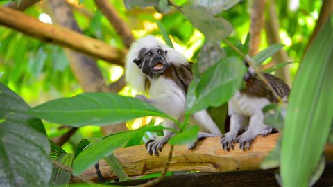 Video 1080p - Excessively cute pair of Cotton Top Tamarin Monkeys eating something while sitting on a tree branch in their realistic habitat enclosure at the zoo.