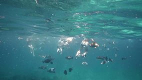 Video 1920x1080 - Group of tourists swim over a coral reef as a swarm of tropical fish of many varieties investigates them in search of food.