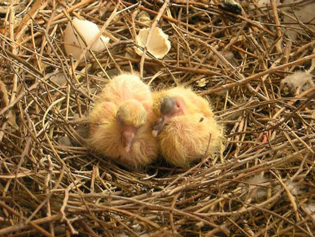 In The Nest Two Only Stock Footage Video 100 Royalty Free Shutterstock