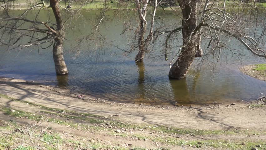 Trees in the water