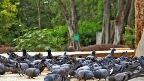 Flock of Pigeons suddenly flying off from the feeding area in Bangalore, India
