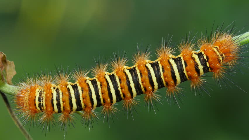 caterpillar echo