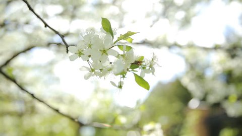 Natural spring background - branches of cherry tree with white flowers waves at sunlight.