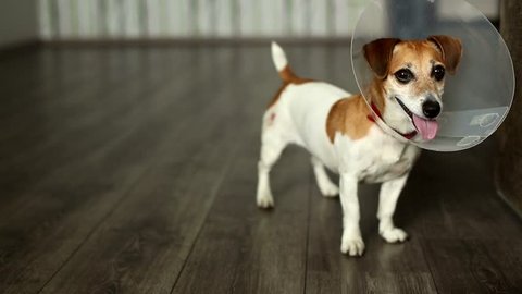 Cute dog with paw injury jumping fun with Vet Elizabethan collar. Play with me! Cool video footage. Shallow depth of field.