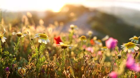 Video footage beautiful field with wildflowers at sunset. Plants are moving in the wind. shallow depth of field. scenic solar flare, filmed against the sun