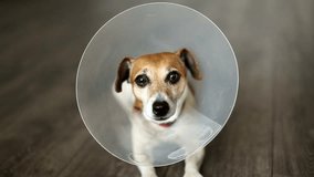 Video of cute dog lying on gray floor. Quietly looking at the camera. Jack Russell terrier with Vet Elizabethan collar. Shallow depth of field