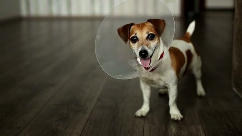 playful dog wags its tail standing and looking closely at the camera. Jack Russell terrier with vet Elizabethan collar. Inside apartment with gray floor. Shallow depth of field