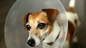 Close-up portrait of the muzzle of dog Jack Russell terrier funny looking at the camera. Vet Elizabethan collar. Beautiful happy pet