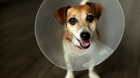 Cool cheerful dog with vet Elizabethan collar looking to camera, turned muzzle, licking, yawning, smiling. Curious stare. Beautiful Jack Russell terrier. Video footage. Shallow depth of field. 30 fps.