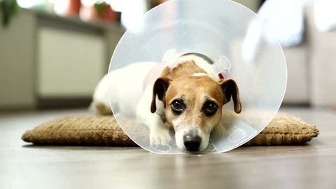 Video dog jack russell terrier lying on a bed pillow in the vet collar. Sick tired of struggling with sleep, eyes closing. Tranquil scene. Inside apartment with gray floor. Shallow depth of field