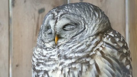 4K UHD - Barred Owl (Strix varia) slightly opening its eyes