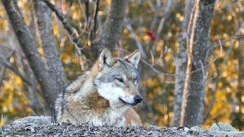 4K UHD - Gray Wolf (Canis lupus) closeup of head while howling