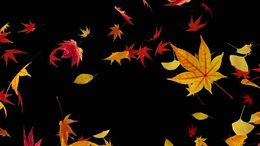 Flying leaves. | Shutterstock HD Video #10024850