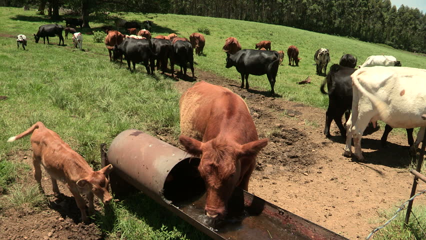 Cow splashes water out of trough with her mouth