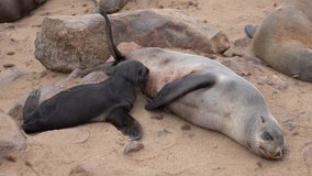 Brown Fur Seal suckle the baby