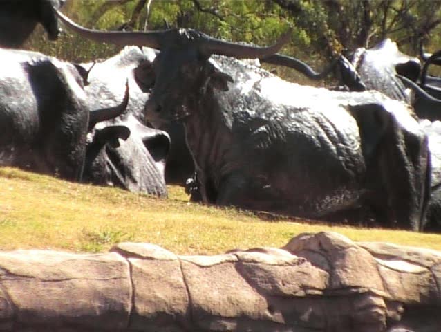 low angle view of statues of cattle reflected in water downtown Dallas