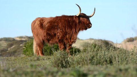 Scottish highland cow standing on a hill on a sunny day, National Park Zuid-Kennemerland, Netherlands