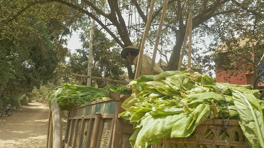 Farmer smoking cigarette and taking harvested tobacco leaves out of his wooden cart in front of stilt-houses