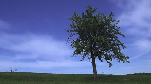 Green tree swaying with the wind on a blue sky and green meadow background. Slow Motion 240 fps. HD 1920x1080. Beauty of nature concept.
