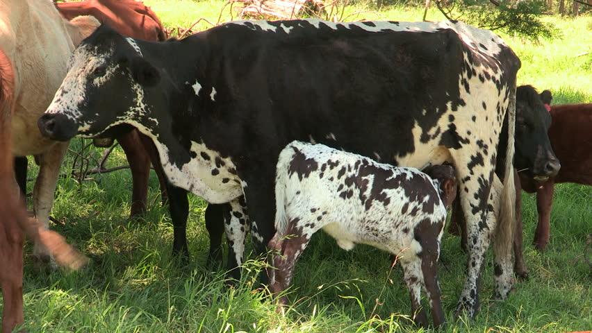 Calf suckling from mother