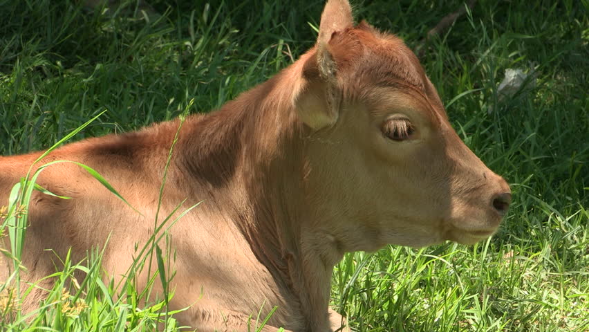 Young calf sitting on the grass