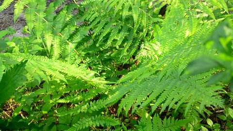 Uncultivated fresh green wild fern swaying gently in wind in spring in a sunny day