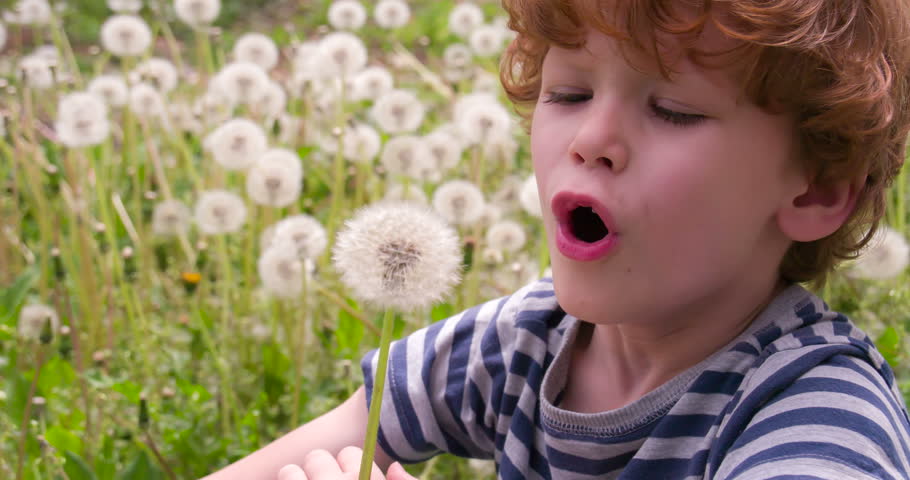 Boy and Dandelions. Funny curly boy sitting on a glade of dandelions and blows one of them. . Slow Motion 120 fps | Shutterstock HD Video #10032875