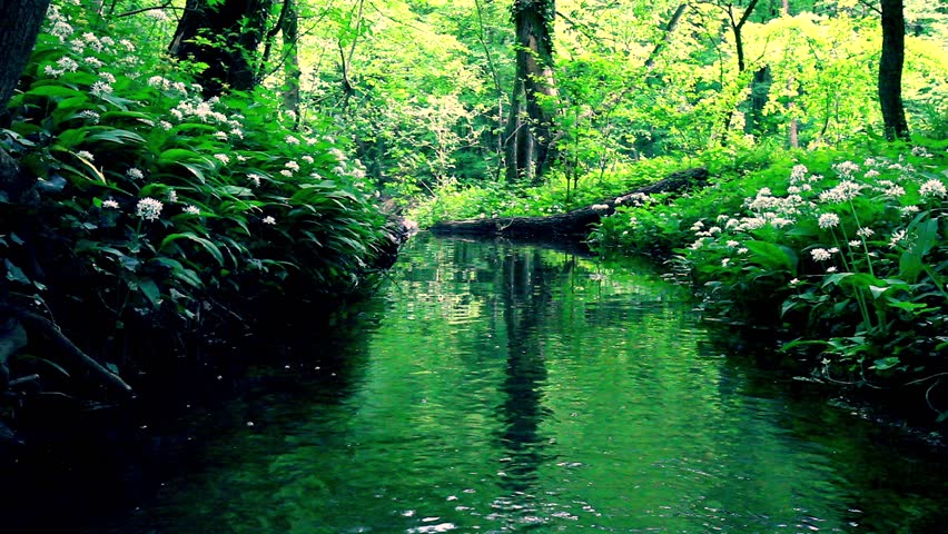 stream green forestclean water spring forest Stock Footage Video (100% ...