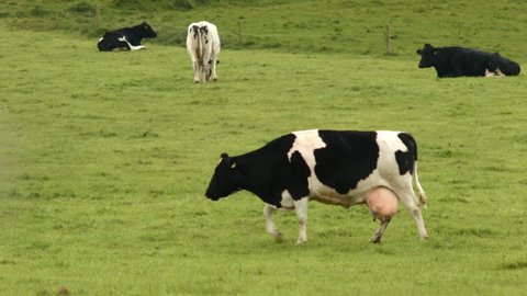 Cows in Co.Cork, Ireland