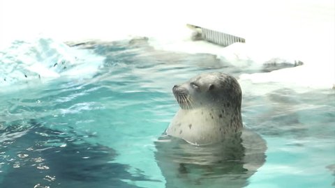 seal floating in water and ice at aquarium