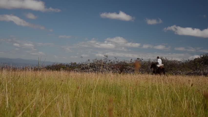 Old man riding horses in a field flowers. Minas Gerais, Brazil.