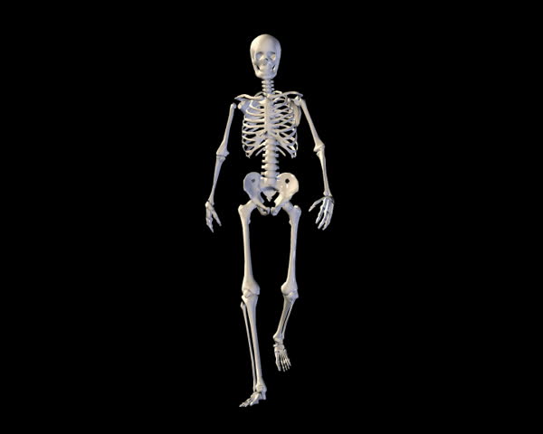 Skeleton Walking Animation Loop Stock Footage Video (100% Royalty-free