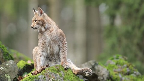 Sitting wild cat Eurasian Lynx on green moss stone in green forest in background