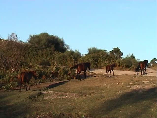 Family of horses walking in field of mountain