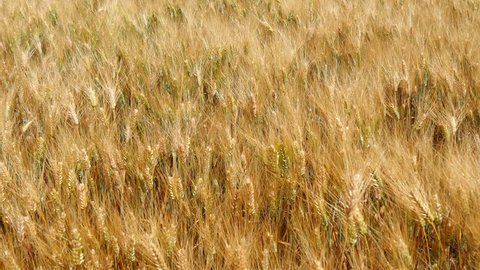 Harvest of ripe wheat and ready to pick (4K)