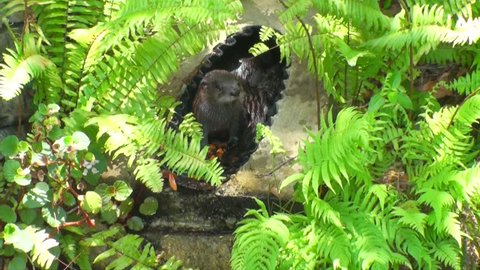 Baby Kiwi Bird Rummaging In Video De Stock 100 Libre De Droit Shutterstock