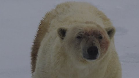 Close on polar bear with face smeared in seal blood looks at the camera and licks its lips.
A005 C119 0710A6 001