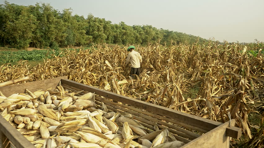 Corn hub. Роль кукурузы в сельском хозяйстве. Кукуруза в Мамадышском районе.