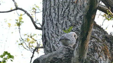 Cute face of a baby owl. _15013
/ May 18, 2015 to the shooting in Hokkaido forests of Japan /
Soon baby owl out of the sinus. The first time to see the state of anxiety in the world.