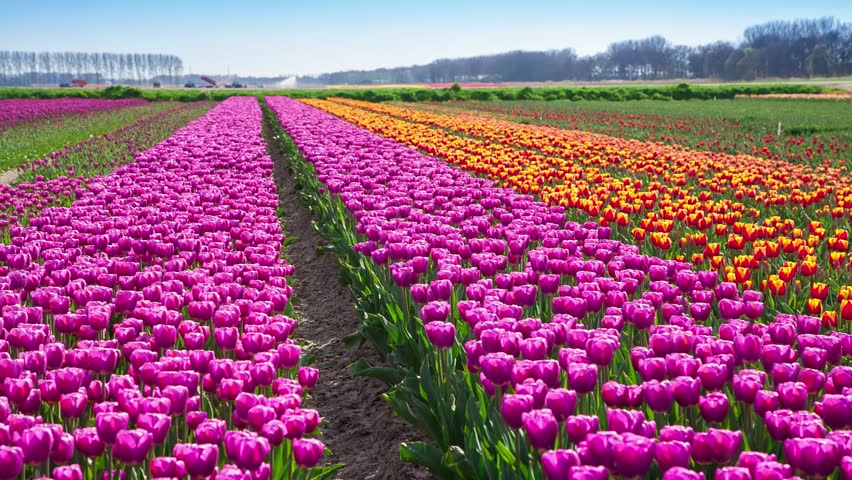 Tulips Farm Near the Creil Stock Footage Video (100% Royalty-free ...