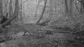 Rare infrared night footage of American Bobcat (Lynx rufus) stalking a Raccoon. May in Georgia - Powered by Shutterstock - Get 15% off with code: PIKWIZARD15