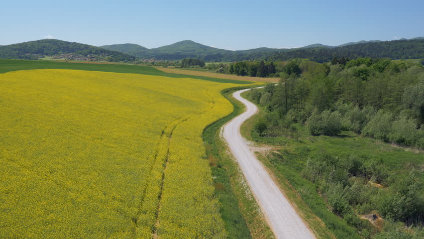 Aerial - Lowering above the field to the oilseed rape crop