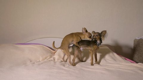 Two male toy terrer play sex game. Humping dog. Humpy toy terrier. The one male tries to dominate the other.
