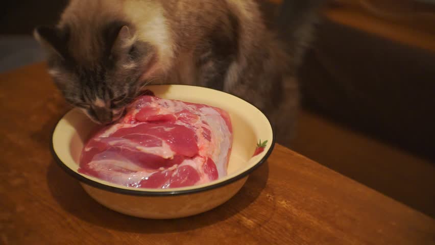 cat eating steak
