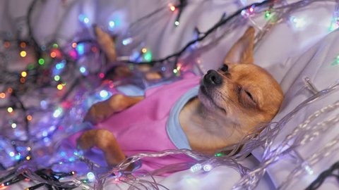 The Toy Terrier is a yellow New Year's dog. The dog lies ridiculously, looks and falls asleep. She is surrounded by garlands and dressed in baby sliders.