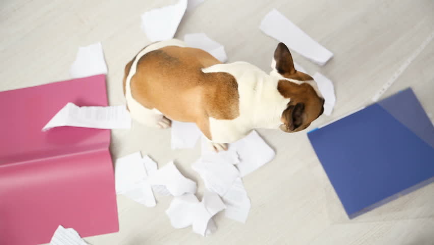 A domestic pet has taken on a home. Torn documents on white floor. Pet care abstract photo. Small guilty dog with funny face.