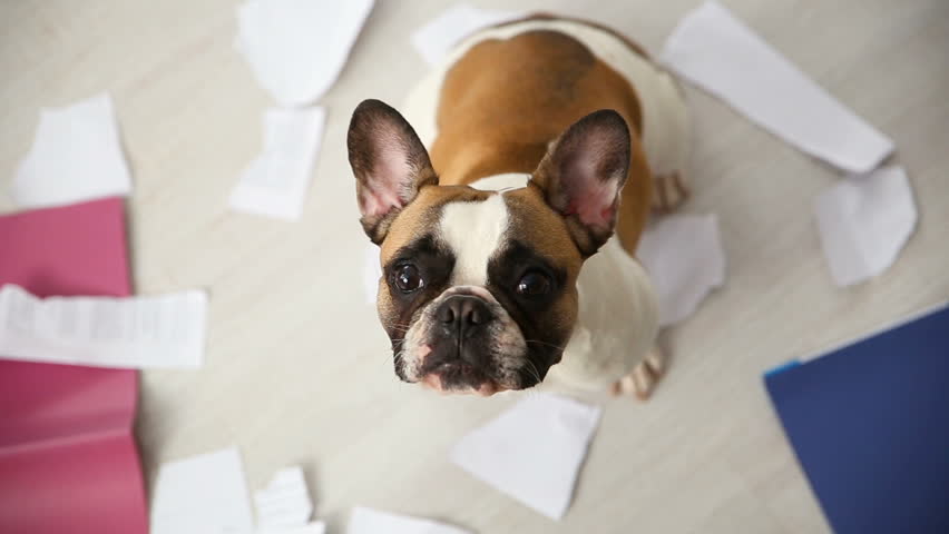 A domestic pet has taken on a home. Torn documents on white floor. Pet care abstract photo. Small guilty dog with funny face.